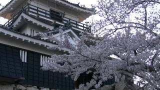 preview picture of video '桜・浜松城（出世城）1,Sakura,Hamamatsu-castle,Japan'