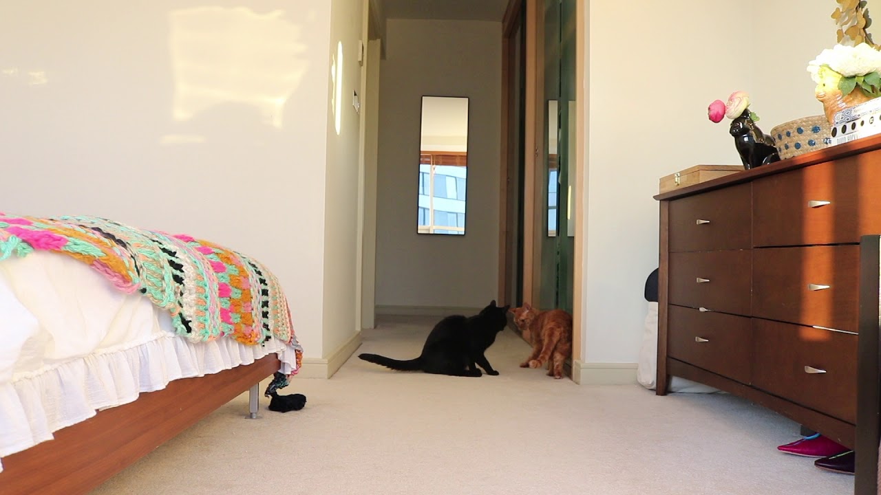 毎朝恒例の追いかけっこ　The usual early morning playtime