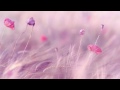 Romantic Piano | - Background - Spa - Music Therapy - Love (3H) - Relaxační hudba (Relaxing Music)