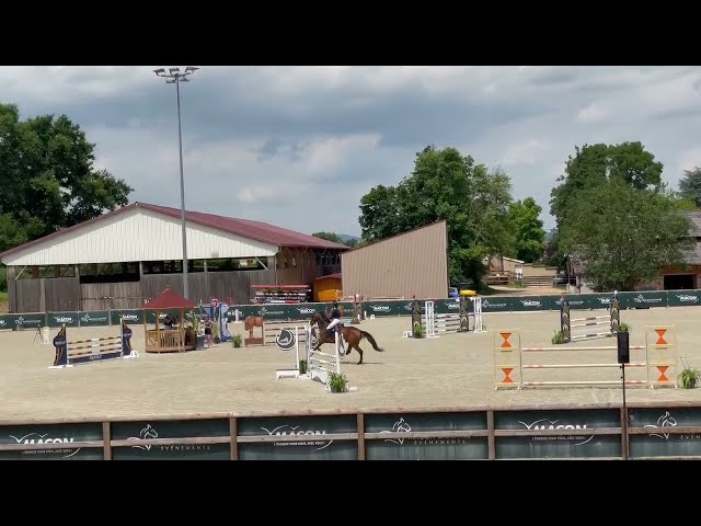 N&eacute;rite &ndash; Hongre KWPN de 8 ans Bai Brun
