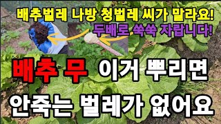 배추무 이거를 뿌리면 두배빨리! 자라고 안죽는 벌레가 없어요! #천연살충제 #진딧물 #은행살충제 #비티박사 …