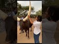 Big Long Horn Cow Cowvideos Cows Bull Viral Trending Jallikattu Jallikattukalai Shorts