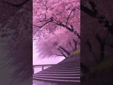 sakura 🌸🌸 again #bts #blackpink #subscribe #like #cherryblossom #forest || #utkarsh_editz