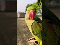 Mitthu Bete Mummy Bolane Wala Parrot Shorts Cute Viral