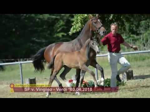 KN 16: SF von Vigino / Verdi