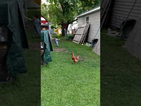 Lucas running from the attacking Chickens!