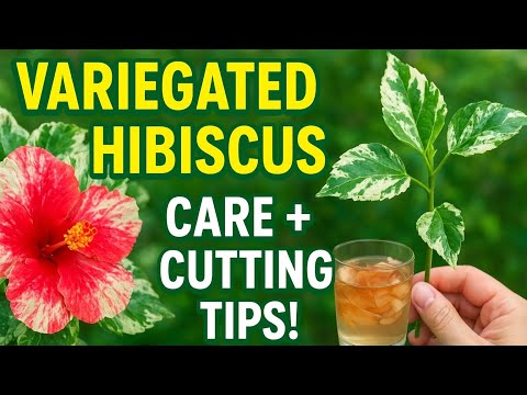 Variegated hibiscus plant full growth guide &  easy propagation by cutting ✂️#youtubevideo#gardening