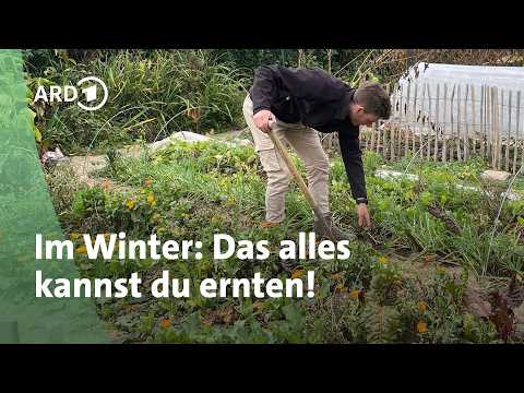 Yacón, Haferwurzel, Berberitze: Besondere Ernte im Winter | MDR Garten