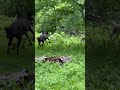 Horse Playing With Donkey Rescueanimals Animals Horse Funnyanimals Funny Donkey