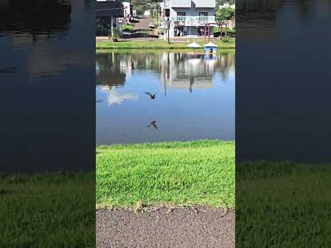 Salto Lontra – Paraná é uma cidade pequena e tranquila do sudoeste do estado #shorts