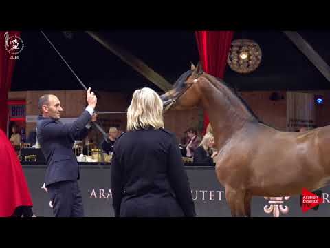 N.76 EMPEROR K.A. - Lier 2018 - 2 Years Old Colts (Class 4)