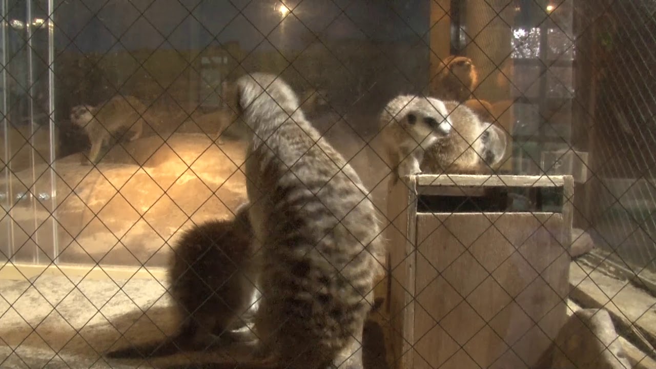 ミーアキャット赤ちゃん誕生しました。