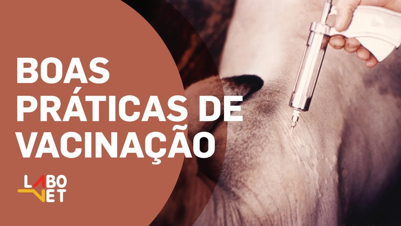 BOAS PRÁTICAS DE VACINAÇÃO com o Médico Veterinário Luiz Henrique