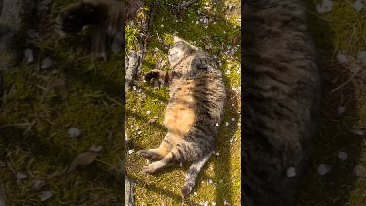 仕上げのキビナゴ🐟も食べ終えお昼寝💤するまん丸ちゃん❗ミィちゃんの夢でもみてるのかニャ～♥️ #地域猫ボランティア #猫大好きBIGMAMA #地域猫活動 #地域猫 #猫好きさんと繋がりたい #猫