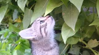 Kittens enjoy adorable moment in the garden