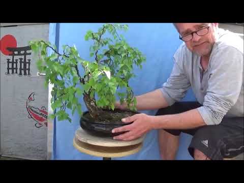 Bonsai 2019-7 - Betula - Design of a birch