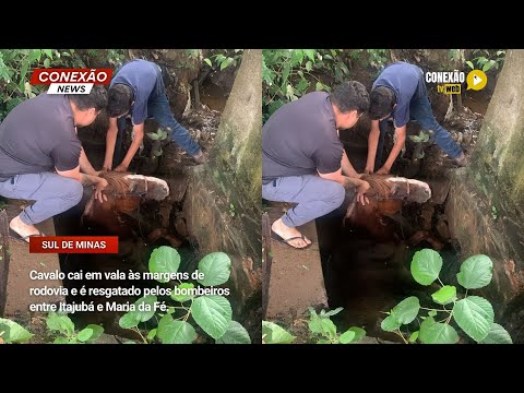 Vídeo: Cavalo cai em vala às margens de rodovia e é resgatado pelos bombeiros entre Itajubá e Maria da Fé.