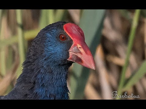 CALAMÓN | PURPLE GALLINULE | Porphyrio porphyrio