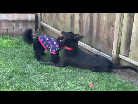 Baggie, an adopted Shepherd & Labrador Retriever Mix in San Mateo, CA_image-1