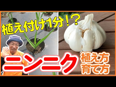 園芸 秋ニンニクの植え方は?