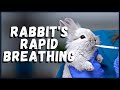 Rabbit's Rapid Breathing