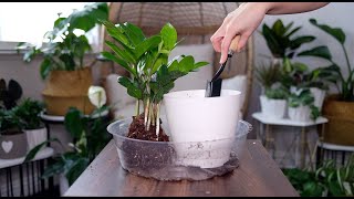 ZZ Plant (Zamioculca) Care And Growing Guide - Plant Mom Care