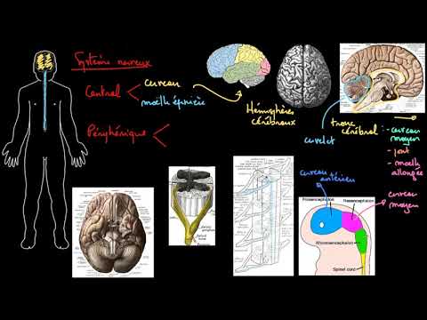 La structure du système nerveux