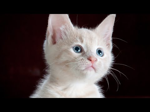Baby Cats - Cute and Funny Baby CatVideos Compilation Md (Mohsin) Cute cat ২০২১
