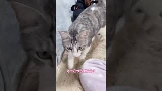 妹の事が大好きなオス猫さん