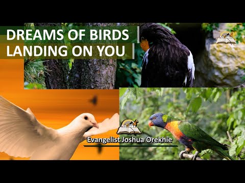YouTube video about: What does it mean if a bird lands on you?