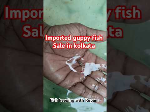 imported guppy fish for  sale in kolkata | #guppyfish #shorts #guppy farm #guppyfishbreeding #betta