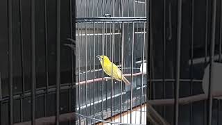 Download lagu Pleci Banyu Langit Nembak#shorts mp3