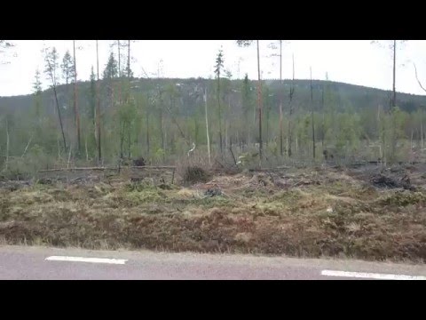 Björn jagar och dödar älg (Bear hunt and kill moose)