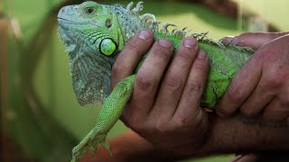 Green Iguanas in Florida- Pet or Invasive Species?