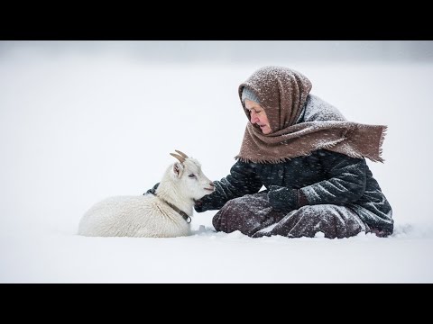 80-Year-Old Woman Rescues Her Small White Hornless Goat — A Story of Courage and Companionship