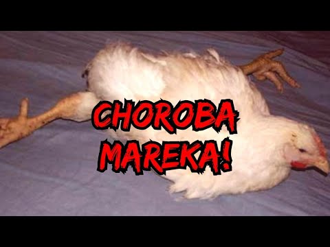 , title : 'Hodowla Kur - Choroby Drobiu 🐔| Choroba Mareka 💉!'