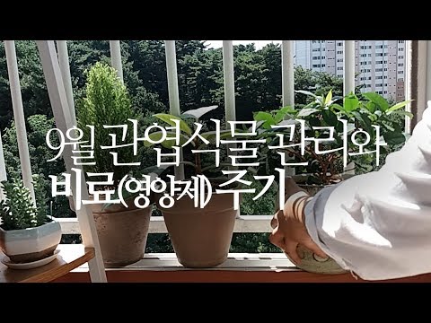 , title : '가을(9월) 관엽식물 관리방법, 비료(영양제) 주기 등. 203화 #해맑은TV'