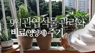 가을(9월) 관엽식물 관리방법, 비료(영양제) 주기 등. 203화 #해맑은TV