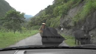 Bhutan Cows on Highway