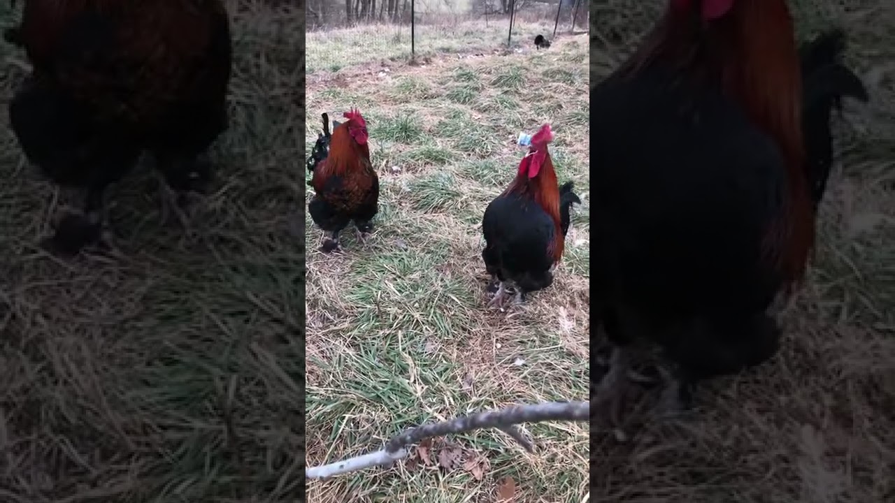 Three of Our Black Copper Marans Roos Crowing ❤️🧡🖤