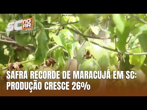 Santa Catarina registra alta de 26% na safra de maracujá e produz 56,8 mil toneladas
