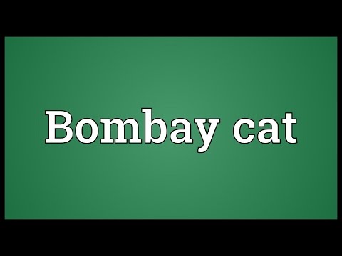 Bombay cat Meaning