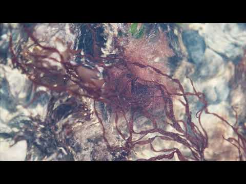 Yukon Club - Summum (official audio)