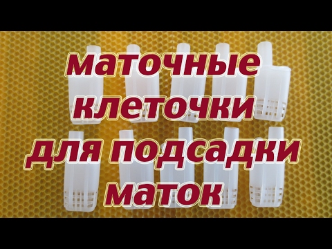 Маточные клеточки для приёма маточек с Алиэкспресс. Beekeeping.
