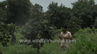 Sprinkling pesticide on Palash trees in Ranchi, Jharkhand