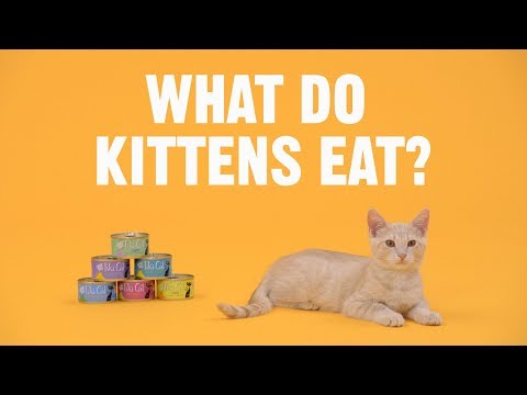What Do Kittens Eat? | Chewy