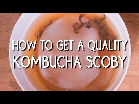 How to Get a Quality Kombucha SCOBY