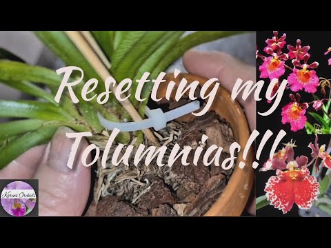 Resetting my Tolumnia orchids