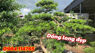 Dragon-shaped La Han pine | Nam Dinh La Han pine