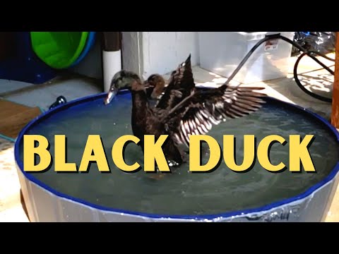 , title : 'All Black Cayuga Duck Slow Motion Flap'